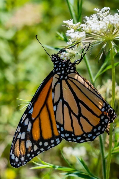 Monarch Butterfly Queen Annes Lace Richard Nixon County Park Condado — Fotografia de Stock