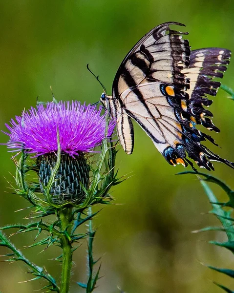 Swallowtail Butterfly Richard Nixon County Park York County Pennsylvania Usa — 图库照片