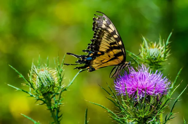 Eastern Tiger Swallowtail Butterfly Wild Thistle Richard Nixon County Park —  Fotos de Stock