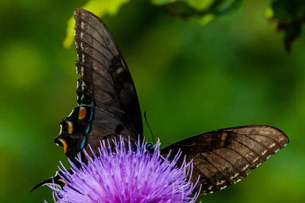 Kara Kırlangıç Kelebeği Thistle Shenandoah Ulusal Parkı Virginia Abd — Stok fotoğraf