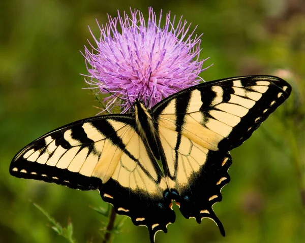 Eastern Tiger Swallowtail Butterfly Shenandoah National Park Virginie États Unis — Photo