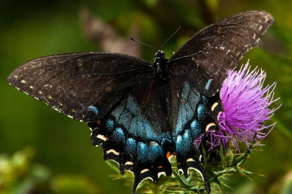 Black Swallowtail Thistle Shenandoah National Park Virginie États Unis — Photo