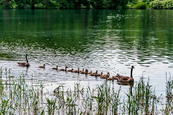 Φωτογραφία Της Οικογένειας Του Καναδά Geese Στη Λίμνη Marburg — Φωτογραφία Αρχείου