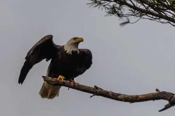 Bald Eagle Landing Tree Limb York County Πενσυλβάνια Ηπα — Φωτογραφία Αρχείου