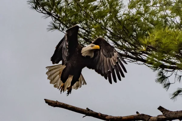 Bald Eagle Landing Nest York County Pennsylvania Usa — Stockfoto