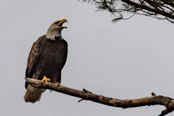 Bald Eagle Calling Its Mate York County Pennsylvania Usa — Stockfoto