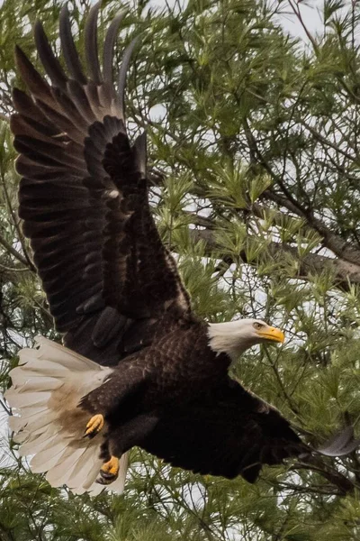 American Eagle Leaving Nest York County Pennsylvania Usa — Stockfoto