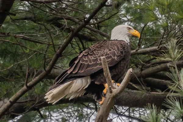 Regal Eagle Perched Its Nest York County Pennsylvania Usa — Stockfoto