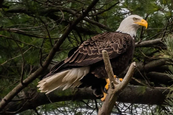 Majestic Eagle Perched Its Nest York County Pennsylvania Usa — Stockfoto