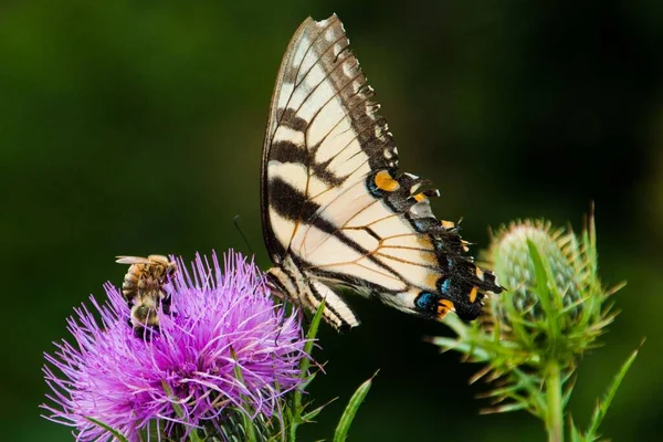 Honeybees Swallowtail Butterfly Thistle Shenandoah National Park Virginia —  Fotos de Stock