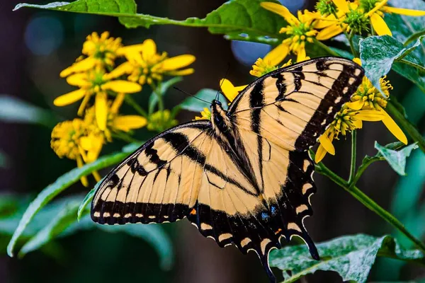 Doğu Kırlangıç Kelebek Shenandoah Ulusal Parkı Virginia Abd — Stok fotoğraf