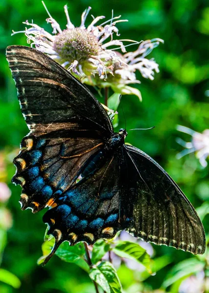 美国弗吉尼亚州神州国家公园的黑燕尾蝶 — 图库照片