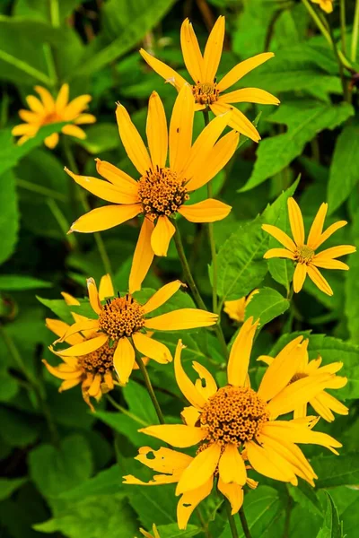 Virginia Wildflowers Shenandoah National Park Virginia Usa — Stock Photo, Image