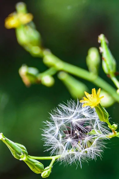 Foto Yellow Summer Bloom Richard Nixon County Park Pennsylvania Estados — Foto de Stock