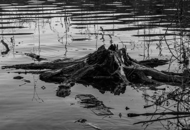 Burada kısmen batık bir ağaç kütüğünün siyah beyaz görüntüsü var. Lake Williams, York County, Pennsylvania 'da çekilmiş.