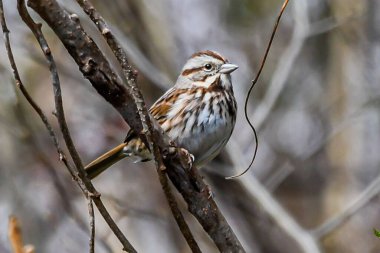 This is a photo of a Chipping Sparrow taken at Lake Williams, York County Pennsylvania USA in early April 2020 clipart