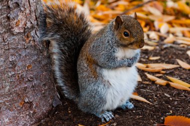 National Mall, Washington DC 'de sincap var.