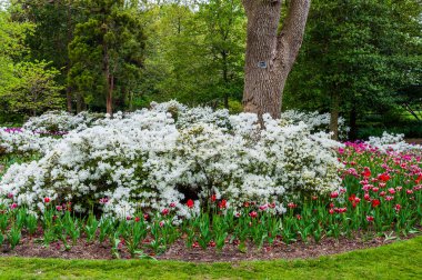 Azaleas ve laleler, Guilford, Baltimore, Maryland 'deki Sherwood Gardens Park' ta..