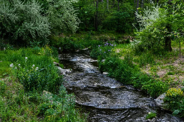 Foto Woodland Stream Com Flores Silvestres Richard Nixon County Park — Fotografia de Stock