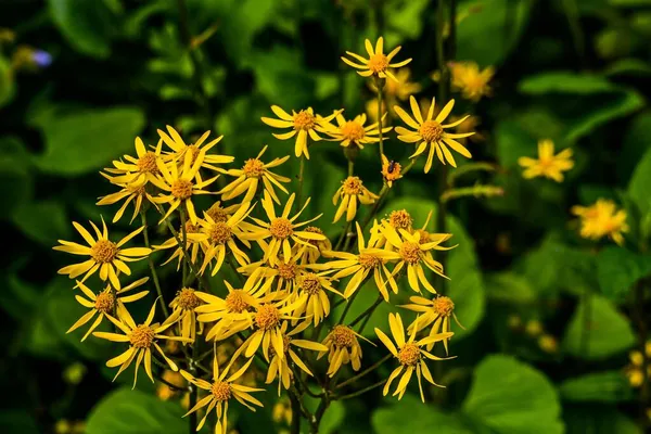 Photo Spring Wildflowers Pennsylvania — Stock Photo, Image