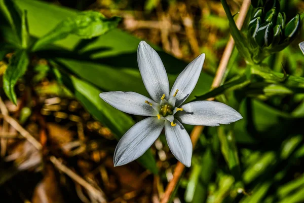 Fotografie Starflower Lake Williams York County Pennsylvania Usa — Stock fotografie