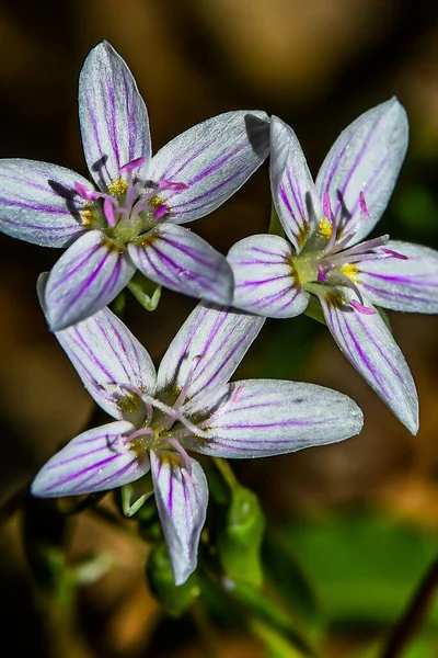 Foto Von Frühling Wildblumen Voller Blüte Und Farbe — Stockfoto