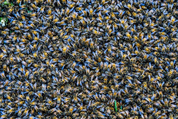 Foto Van Een Honingbij Zwerm — Stockfoto