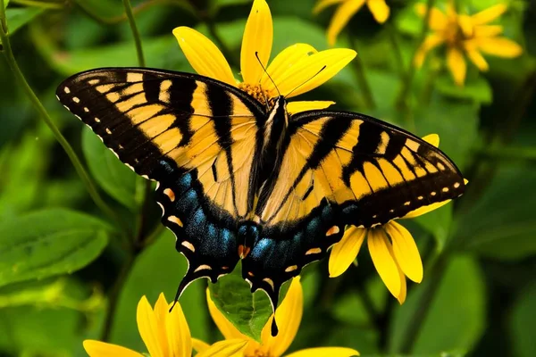 Foto Swallowtail Butterfly Shenandoah National Park Virginia Estados Unidos —  Fotos de Stock
