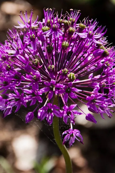 Foto Una Hermosa Floración Verano Clyburn Arboretum Baltimore Maryland — Foto de Stock