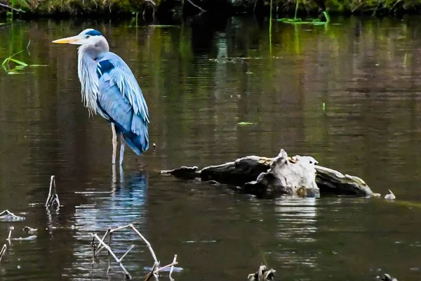 Photo Great Blue Heron Lake Williams York County Pennsylvania Amerikai — Stock Fotó