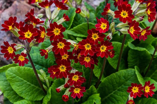 Foto Primroses Tomada Principios Primavera 2020 —  Fotos de Stock