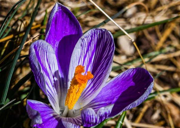 Фотография Фиолетового Крокуса Сделанная Ранней Весной 2020 Года Округе Йорк — стоковое фото
