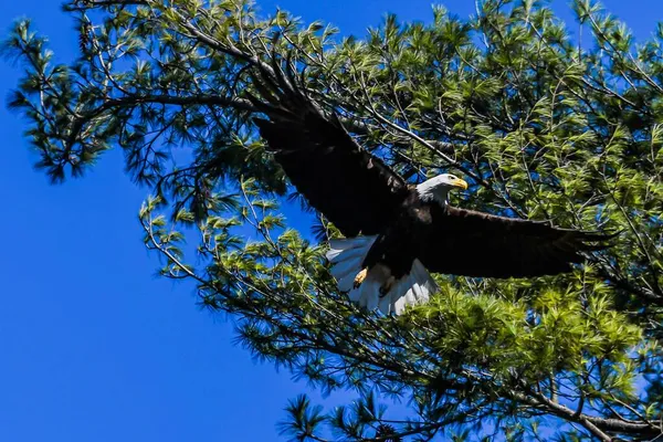 Esta Una Foto Águila Calva Americana Tomando Vuelo Nido Foto —  Fotos de Stock