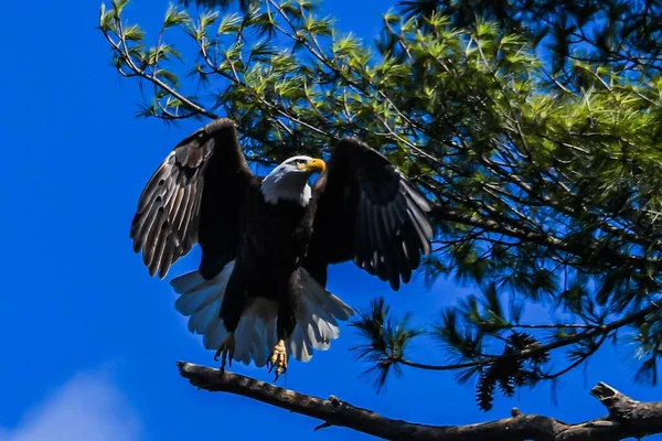 This is a photo of an American Bald Eagle landing on a tree limb next to its nest. Photo taken in mid April at Lake Williams, York County, Pennsylvania USA