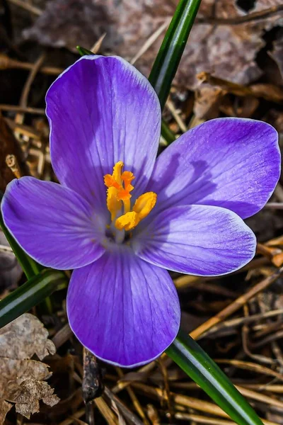 Εδώ Είναι Μια Φωτογραφία Ενός Μωβ Crocus Που Τραβήχτηκε Στο — Φωτογραφία Αρχείου