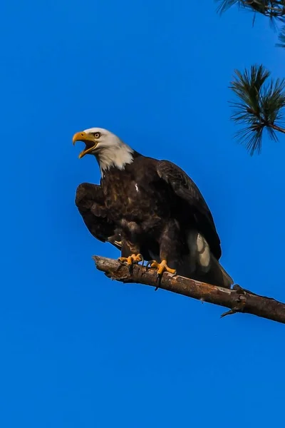 Esta Una Foto American Bald Eagle Llamando Compañero Foto Tomada —  Fotos de Stock