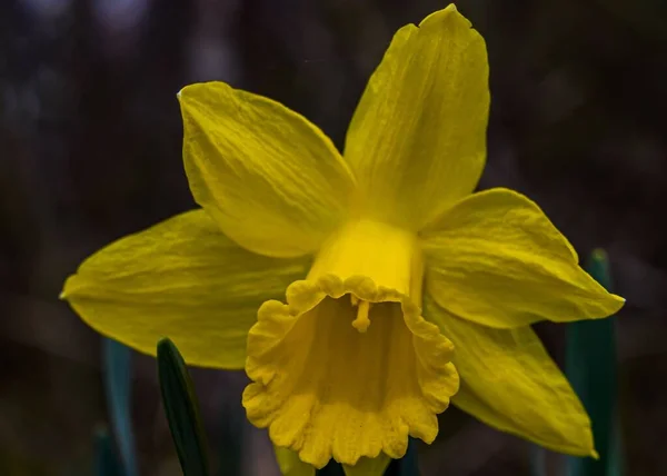 Aqui Está Uma Foto Daffodil Plena Floração Foto Tirada Perto — Fotografia de Stock