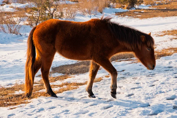 Wild Horse Assateague Island National Seashore Maryland — Stock Photo, Image