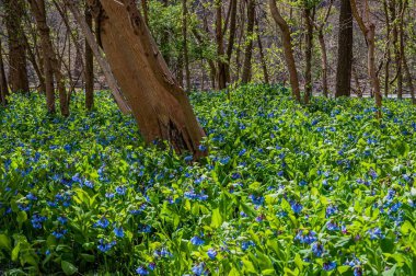 Virginia Bells Virginius Adası, Harper Feribot Tarihi Parkı, Batı Virginia, ABD
