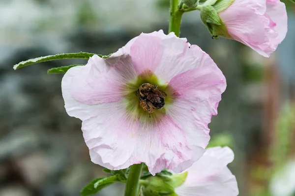 Pink Hibiscus Bee Harpers Ferry West Virginia Usa —  Fotos de Stock