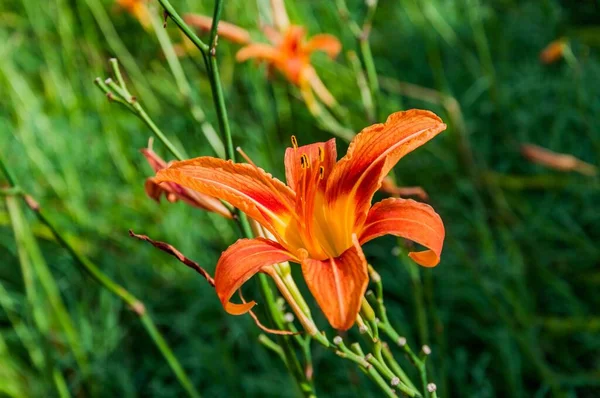 Day Lily Full Bloom Harpers Ferry West Virginia Usa — Stok fotoğraf