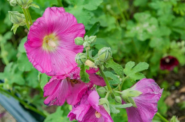 Hibiscus Blooms Harpers Ferry West Virginia Usa —  Fotos de Stock