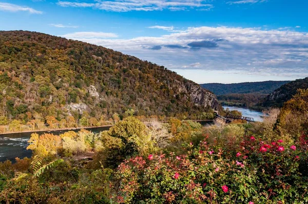 Rose Blooms Dia Outono Harpers Ferry Virgínia Ocidental Eua — Fotografia de Stock