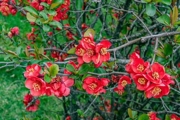 Japanese Quince Bloom Gettysburg National Cemetery Pennsylvania Usa — Stock Photo, Image