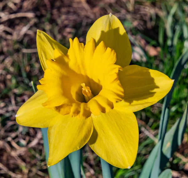 Yellow Daffodil Bloom Spring — Fotografia de Stock