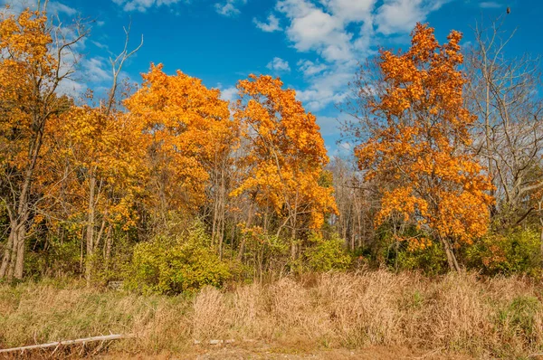 Hohe Gräser Und Herbstblätter Unter Blauem Himmel Codorus State Park — Stockfoto
