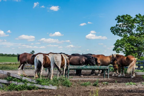 Horses Enjoying Sunny Summer Afternoon Rose Farm Gettysburg National Military — Stock Photo, Image