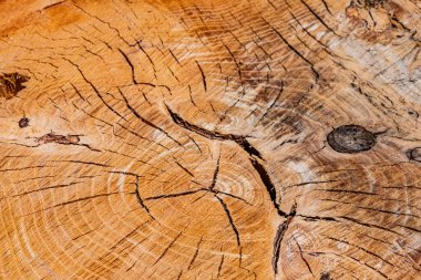 Honey Locust Witness Tree, Soldiers National Cemetery, Gettysburg, Pennsylvania, USA