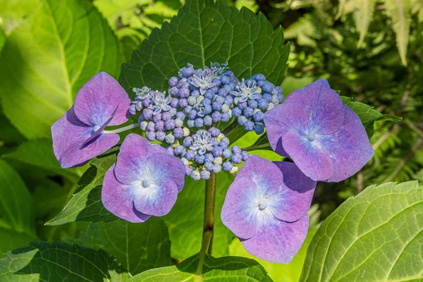 Purple Hydrangea York County Pennsylvania Usa —  Fotos de Stock