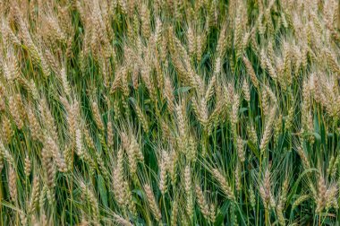 Buğday Tarlası, Antietam Ulusal Savaş Alanı, Maryland, ABD, Sharpsburg, Maryland
